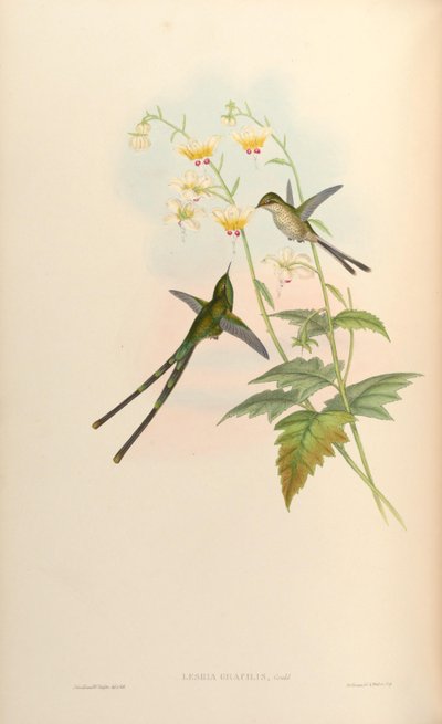 Lesbia gracilis da John Gould
